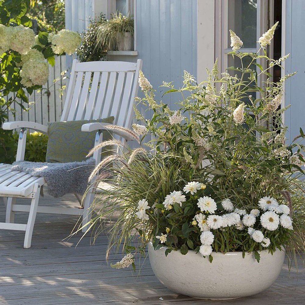 Liliac de vara alb Buzz Ivory (Buddleja)