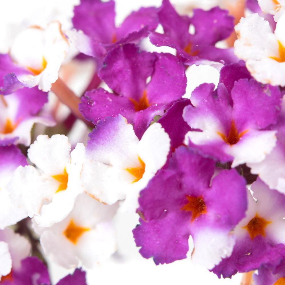 Liliac de Vara alb-creme-violet Berries And Cream (Buddleja)