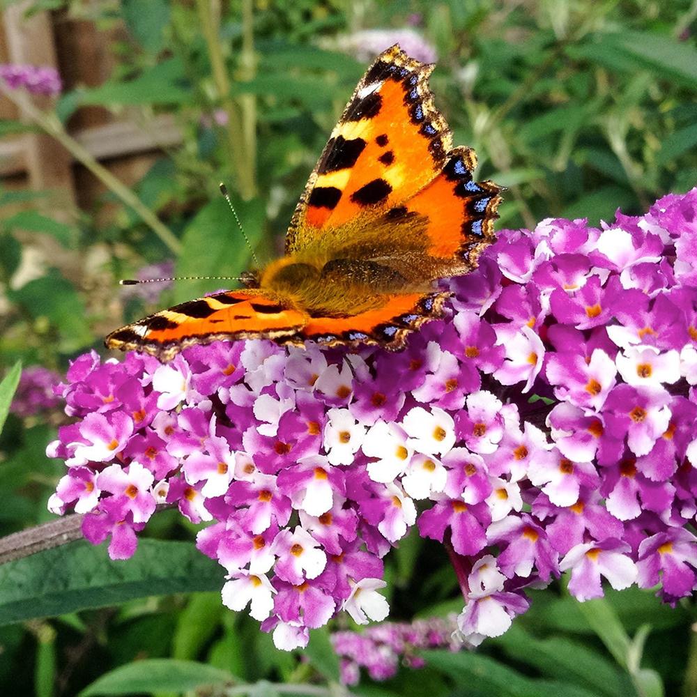 Liliac de Vara alb-creme-violet Berries And Cream (Buddleja)