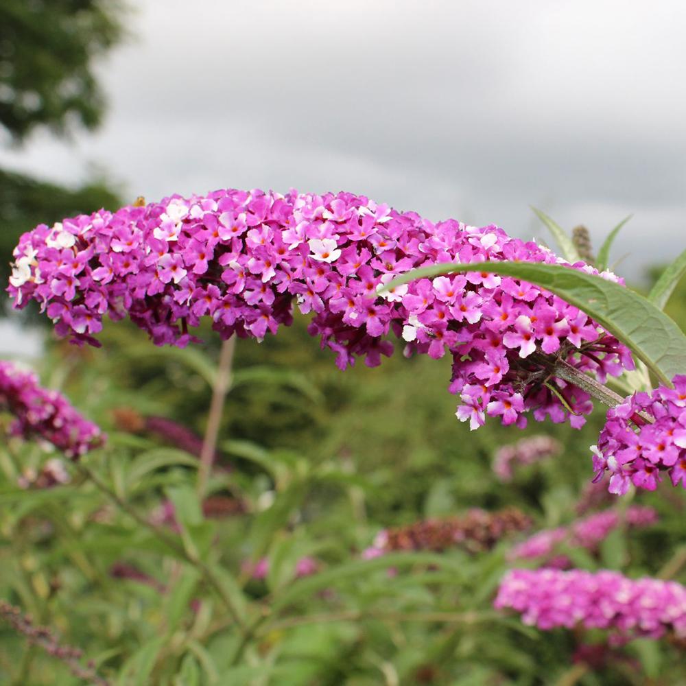 Liliac de Vara alb-creme-violet Berries And Cream (Buddleja)