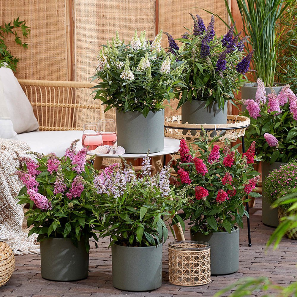 Liliac de vara Butterfly alb Candy Little White