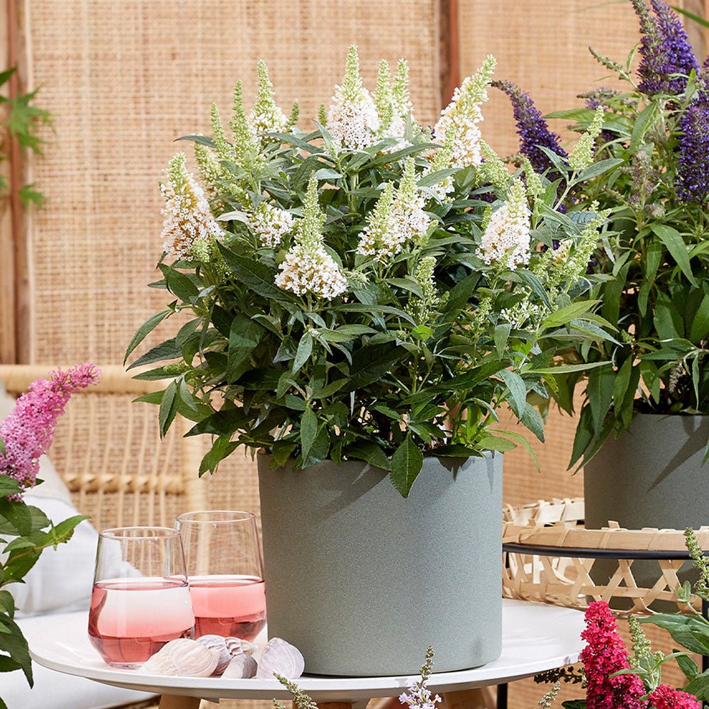 Liliac de vara Butterfly alb Candy Little White