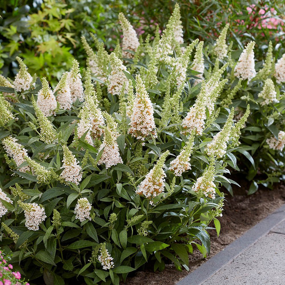 Liliac de vara Butterfly alb Candy Little White