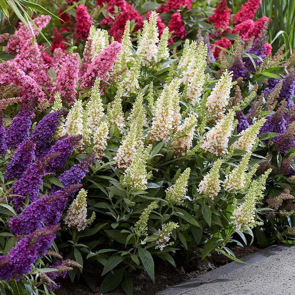 Liliac de vara Butterfly alb Candy Little White