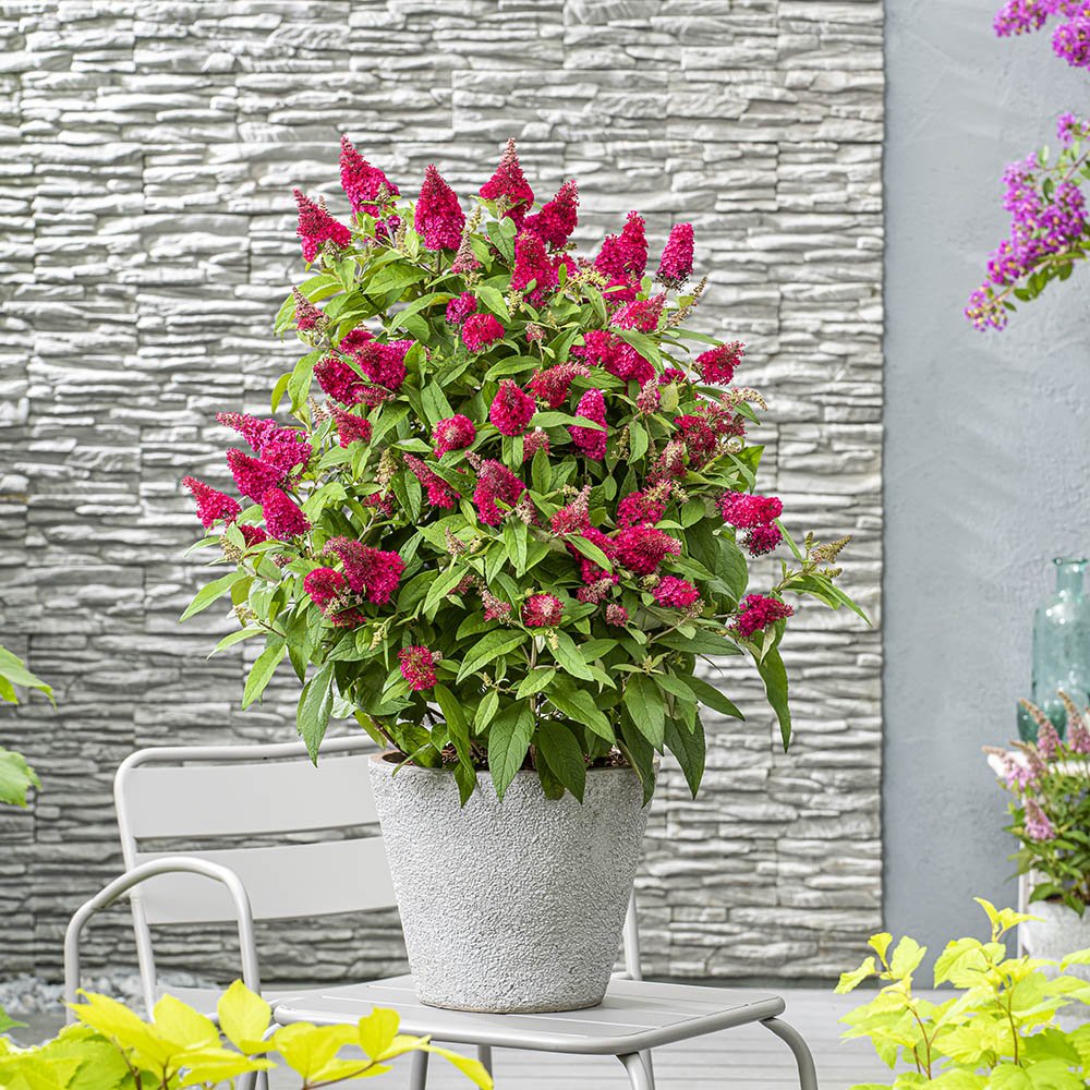 Liliac de vara Butterfly rosu-rubiniu Candy Little Ruby