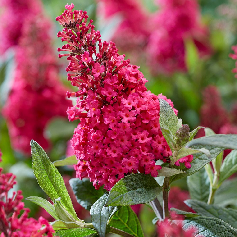 Liliac de vara Butterfly rosu-rubiniu Candy Little Ruby