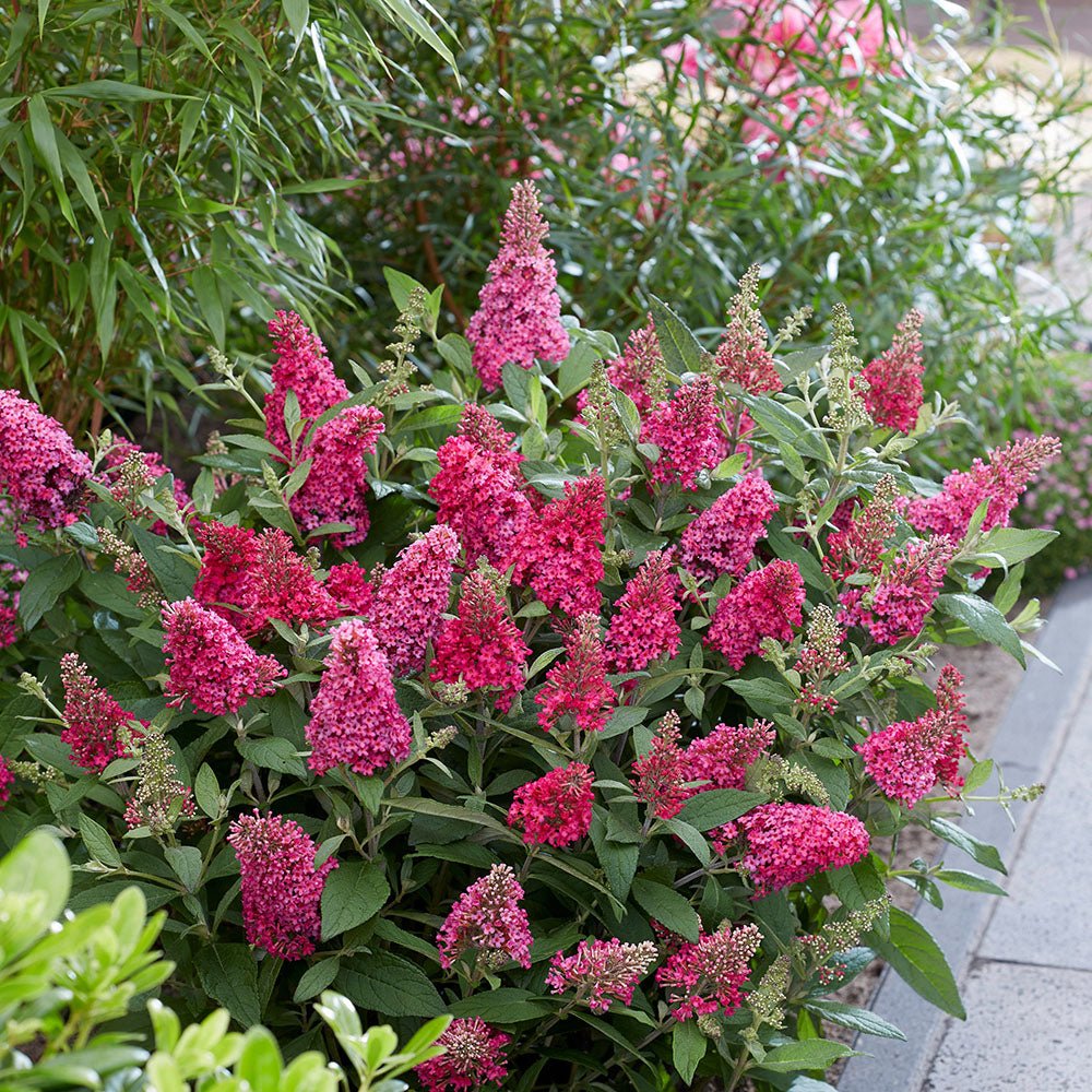 Liliac de vara Butterfly rosu-rubiniu Candy Little Ruby