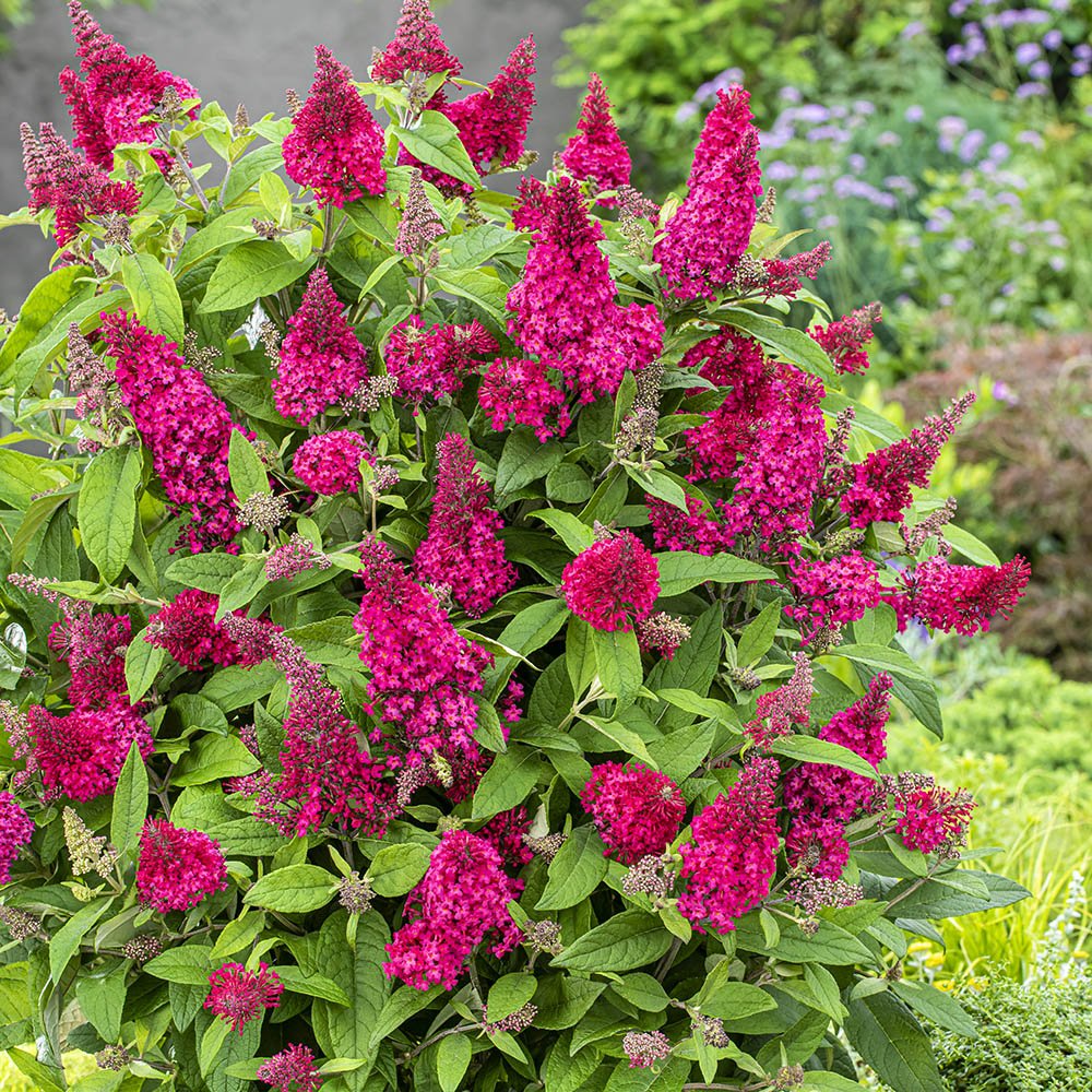 Liliac de vara Butterfly rosu-rubiniu Candy Little Ruby