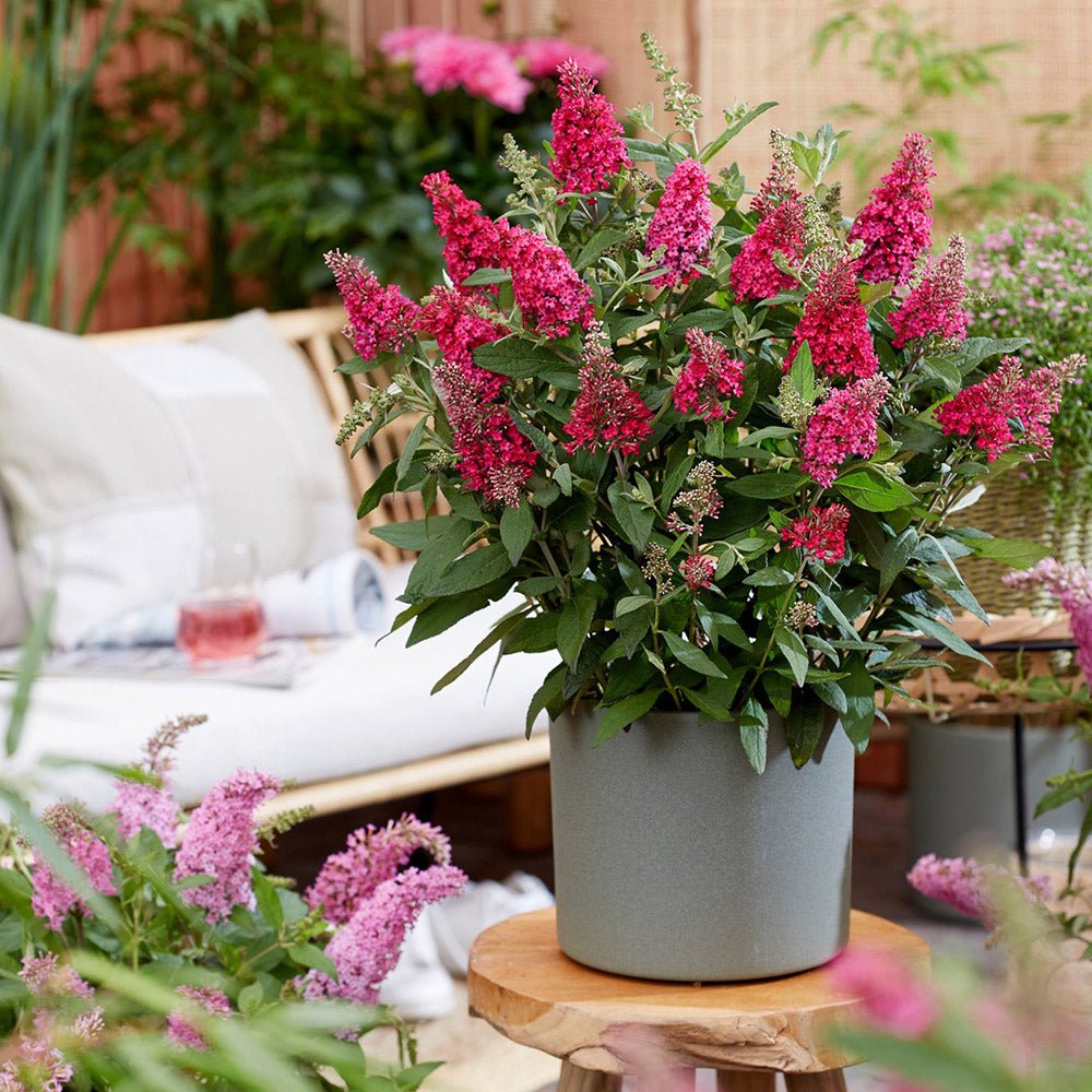 Liliac de vara Butterfly rosu-rubiniu Candy Little Ruby