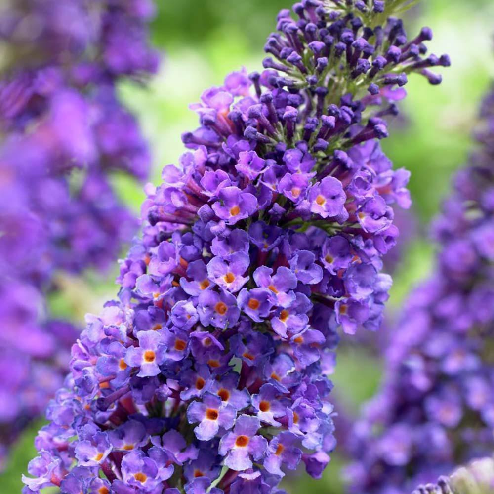 Liliac de Vara mov-albastru Empire Blue (Buddleja)