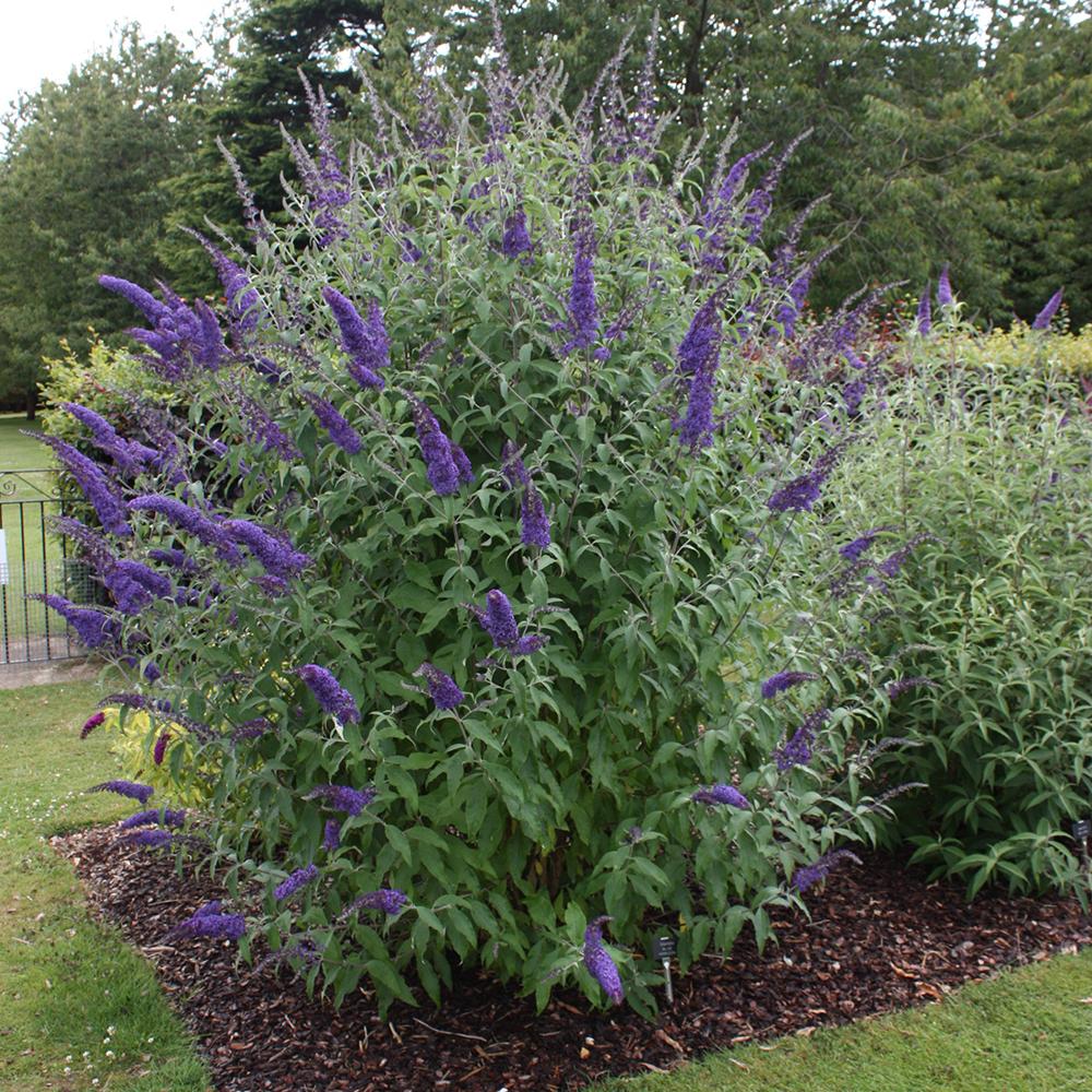 Liliac de Vara mov-albastru Empire Blue (Buddleja)