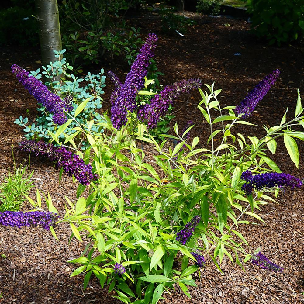 Liliac de Vara albastru-violet Magda'S Gold Knight (Buddleja)