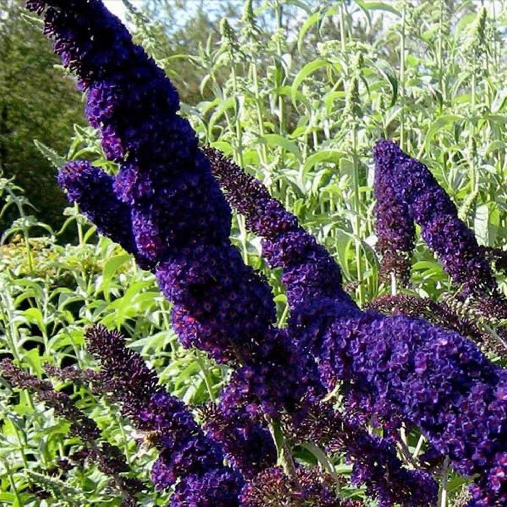 Liliac de Vara albastru-violet Magda'S Gold Knight (Buddleja)