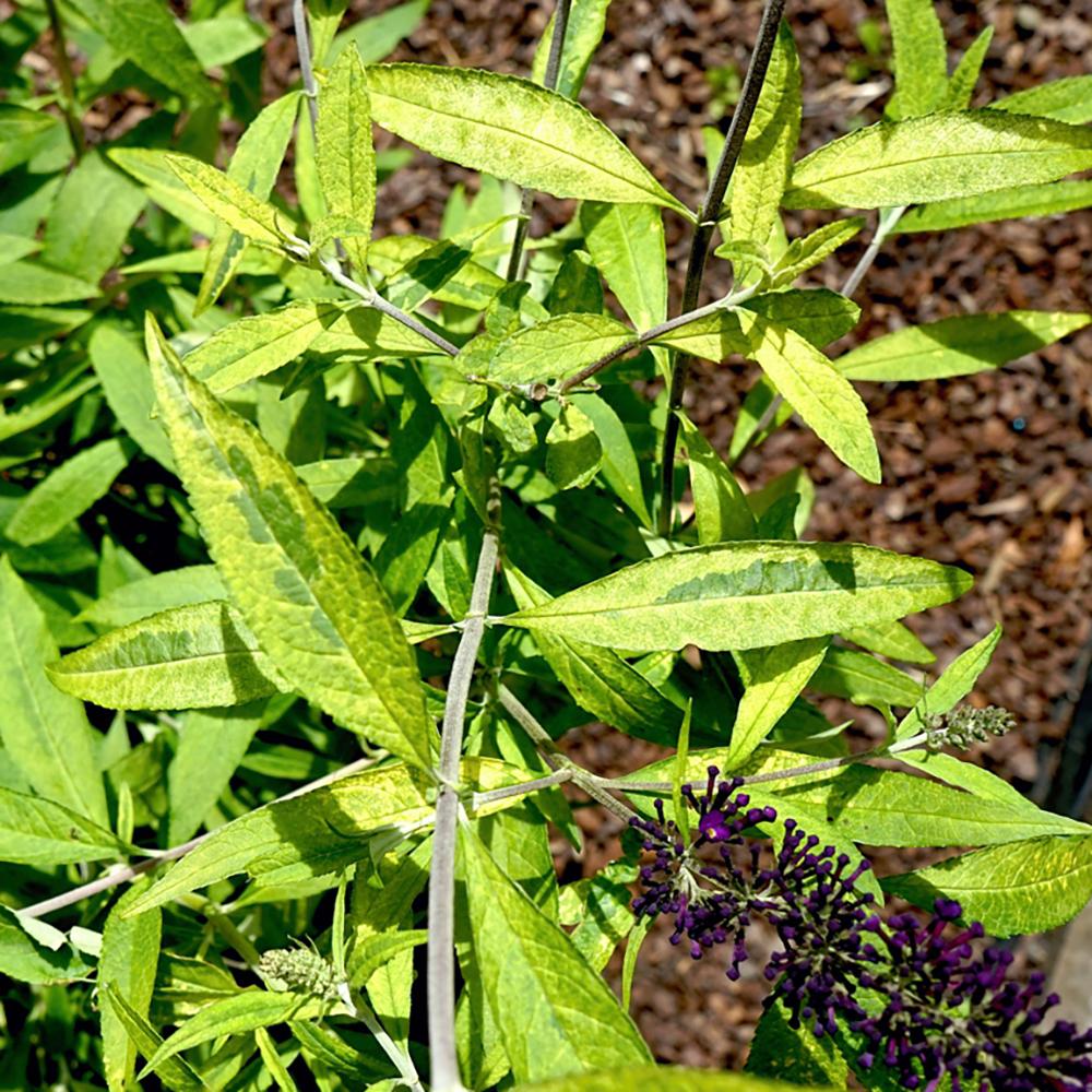 Liliac de Vara albastru-violet Magda'S Gold Knight (Buddleja)