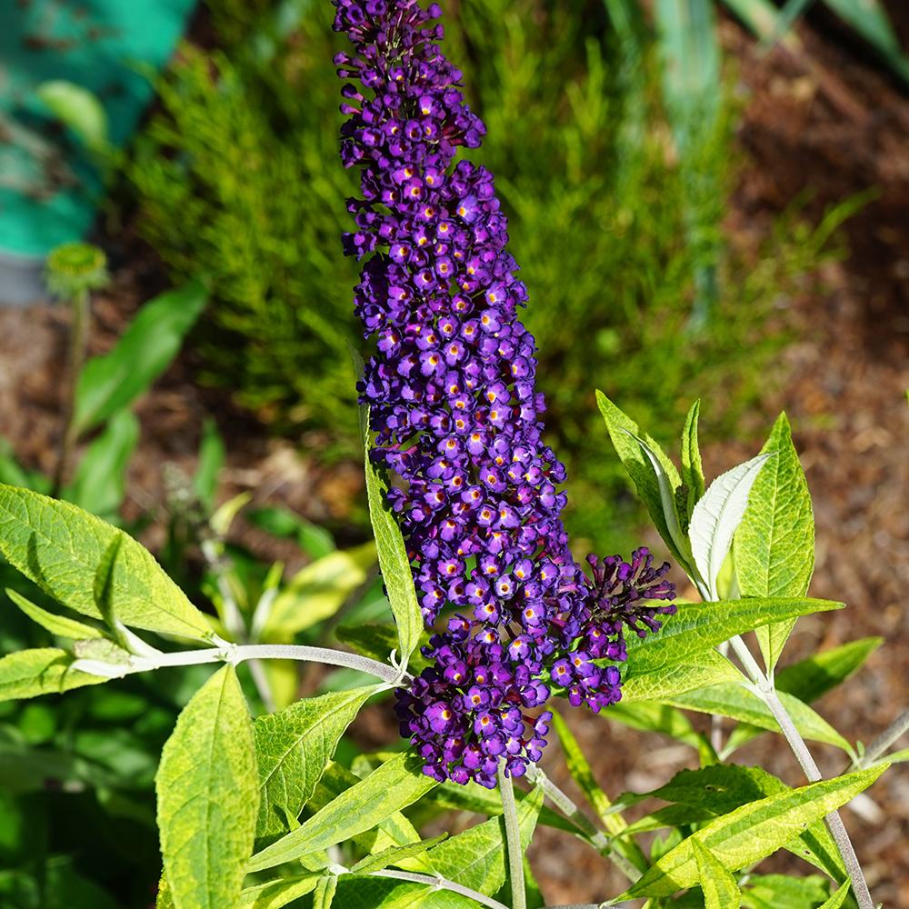 Liliac de Vara albastru-violet Magda'S Gold Knight (Buddleja)