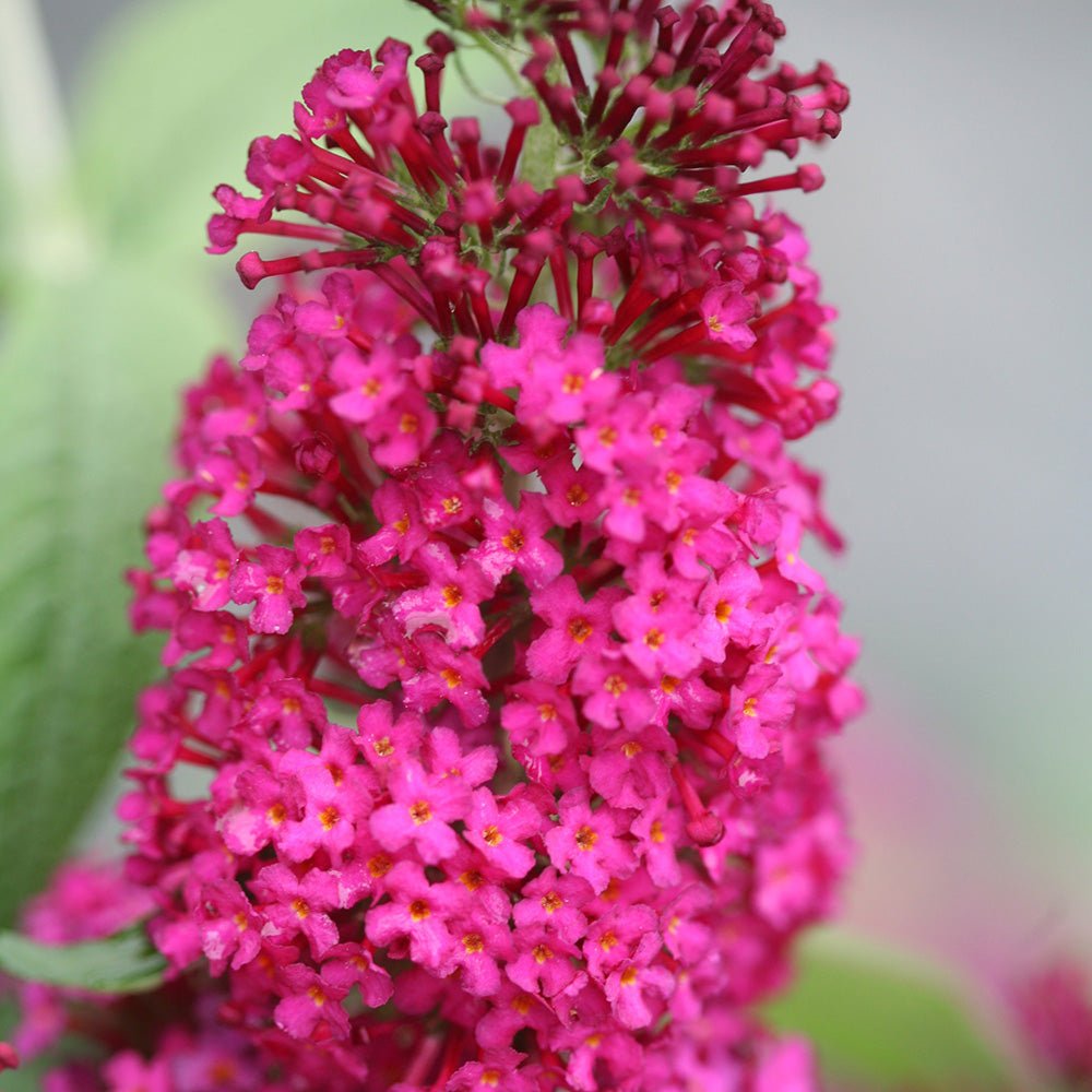 Liliac de Vara Miss Ruby (Buddleja)