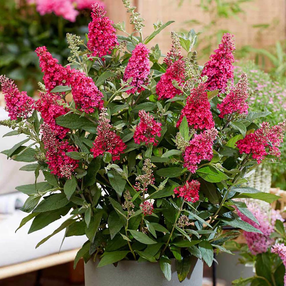 Liliac de Vara Miss Ruby (Buddleja)
