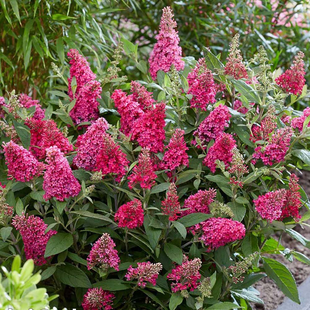 Liliac de Vara Miss Ruby (Buddleja)