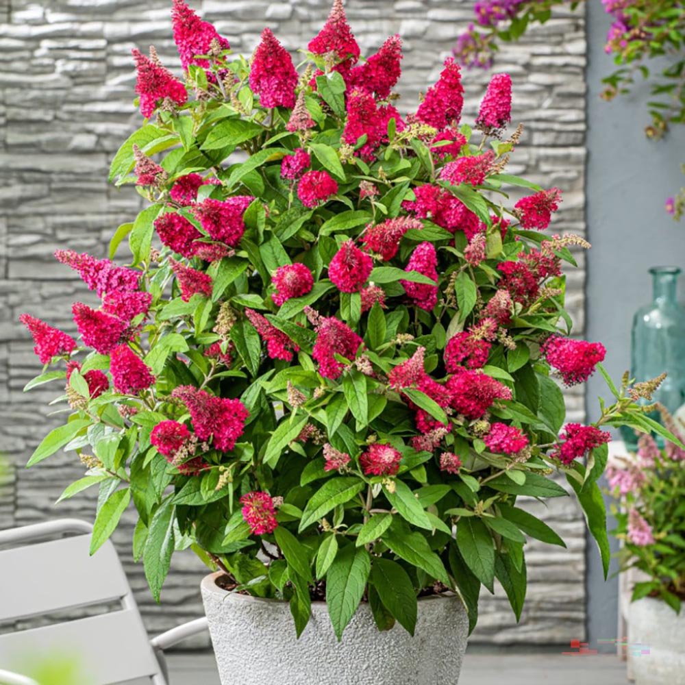 Liliac de Vara Miss Ruby (Buddleja)