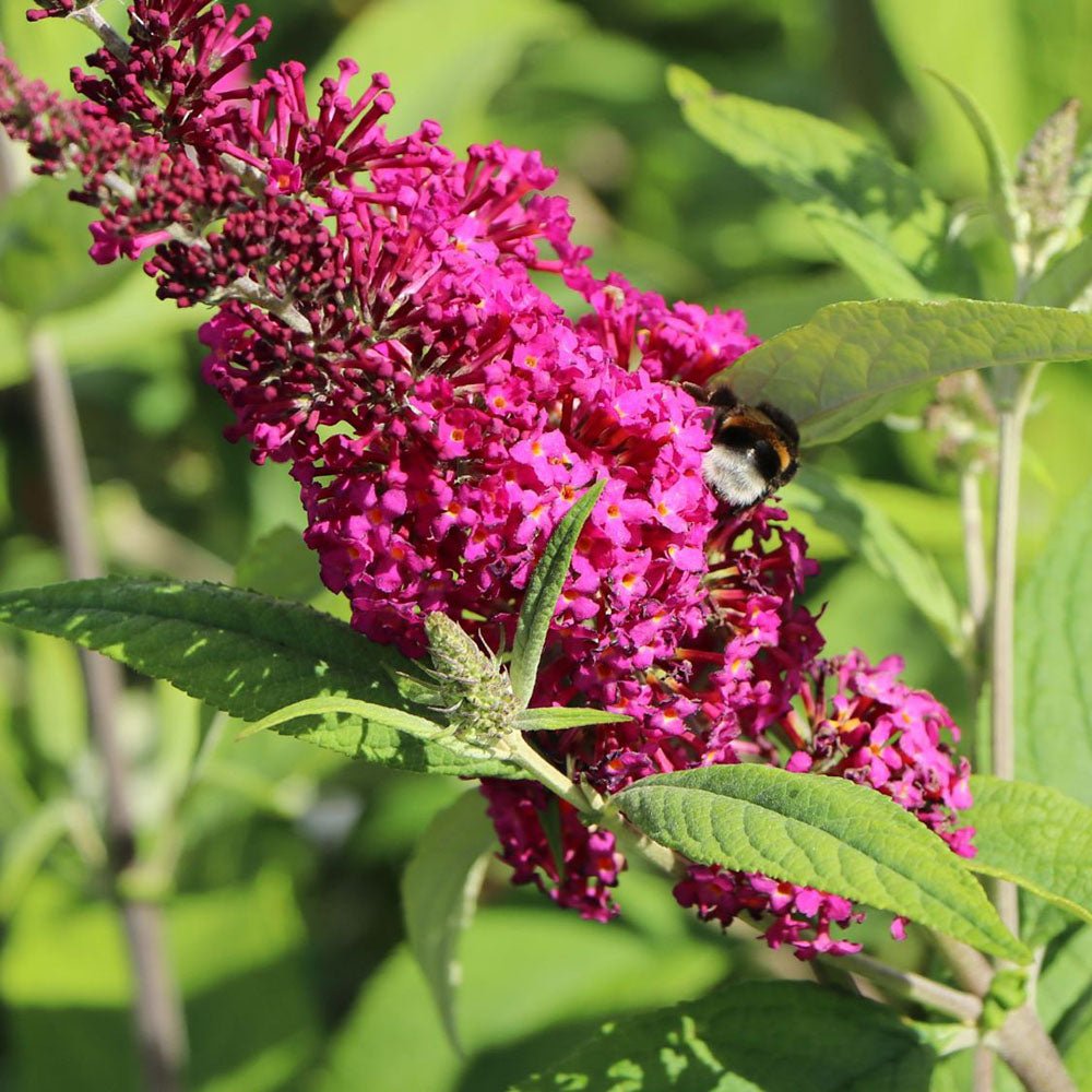 Liliac de Vara Miss Ruby (Buddleja)