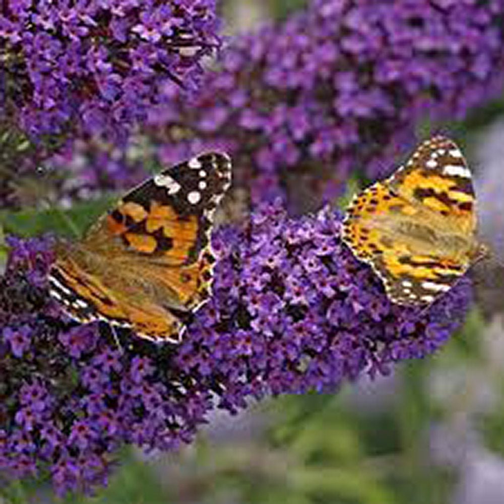 Liliac de vara mov-inchis Buzz Midnight (Buddleja)