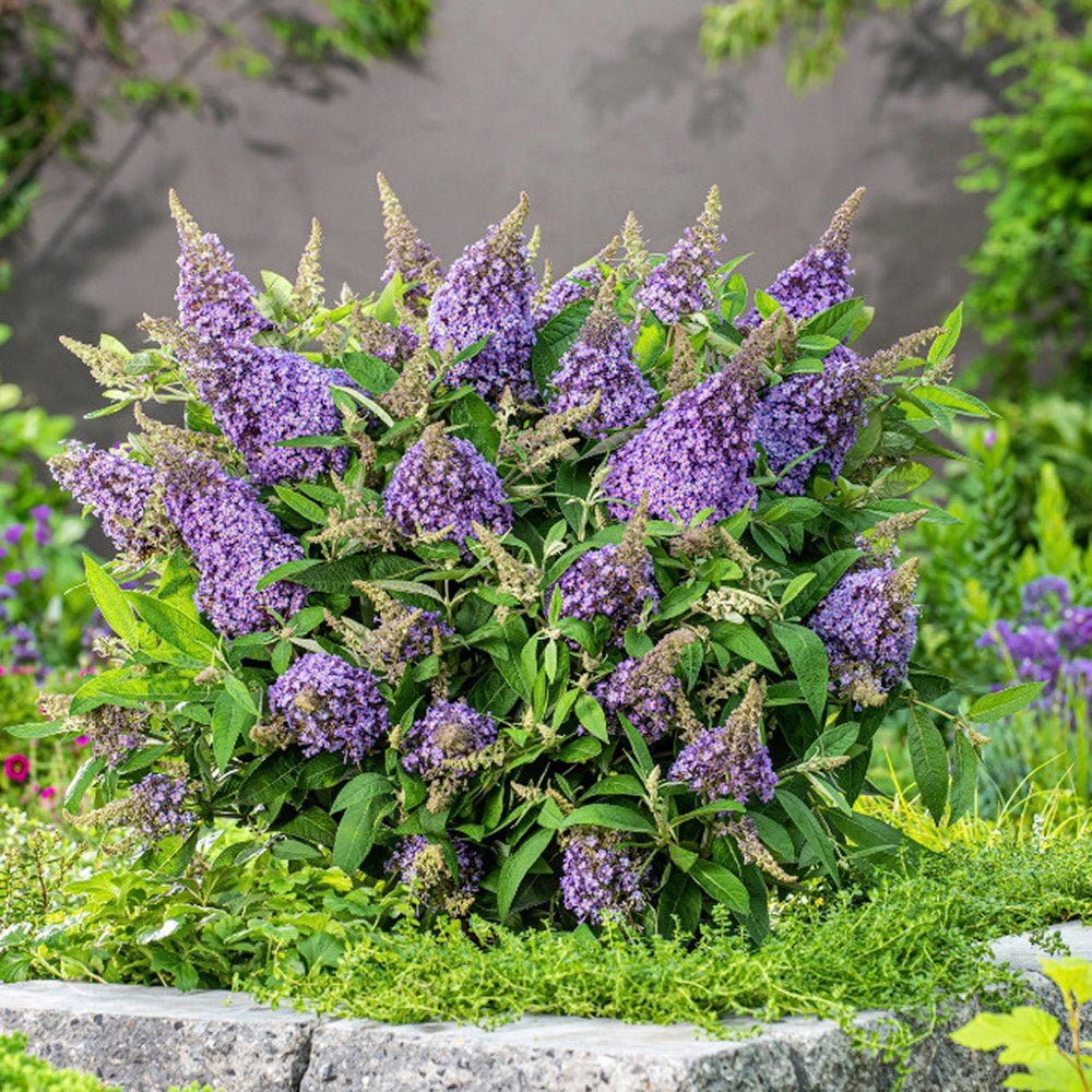 Liliac de vara pitic mov-deschis Butterfly Candy Little Lila