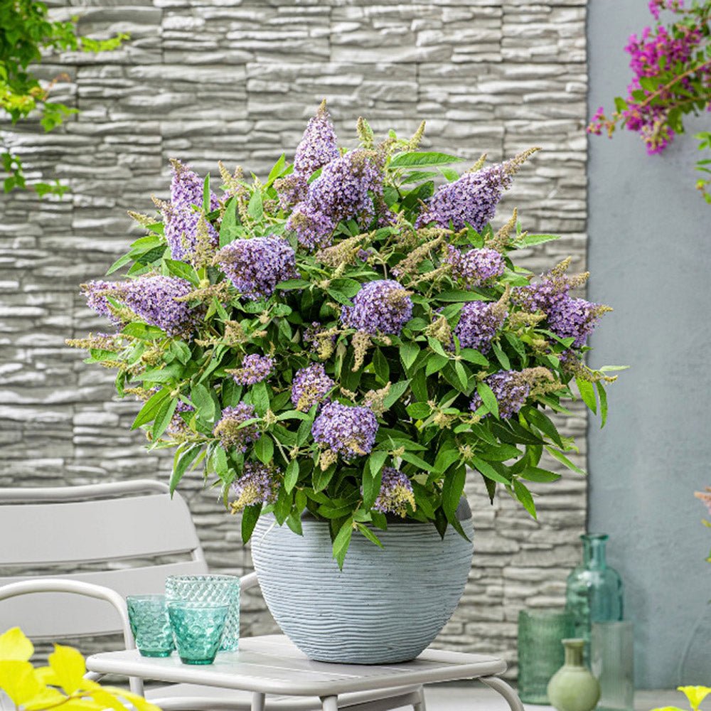 Liliac de vara pitic mov-deschis Butterfly Candy Little Lila