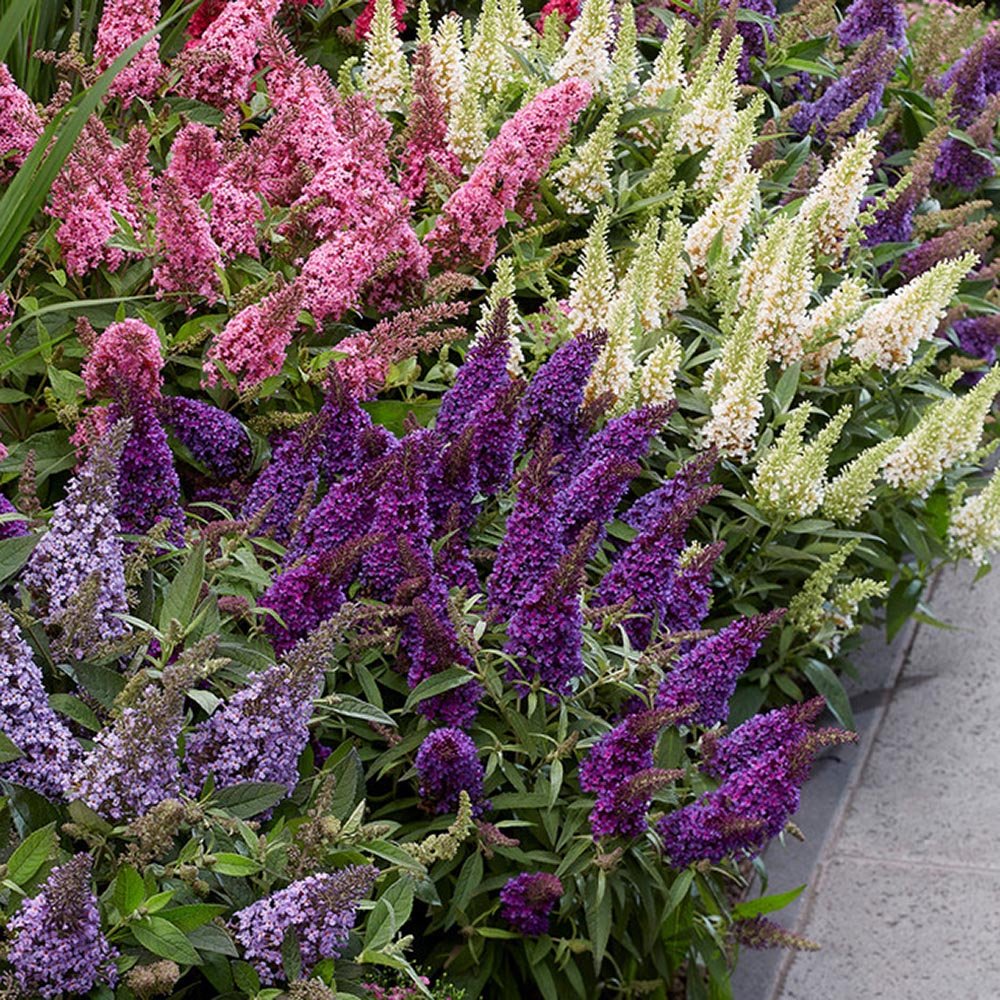 Liliac de vara pitic mov-deschis Butterfly Candy Little Lila