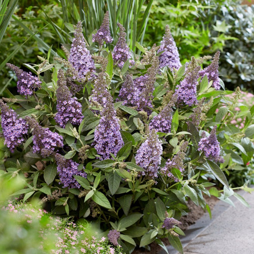 Liliac de vara pitic mov-deschis Butterfly Candy Little Lila