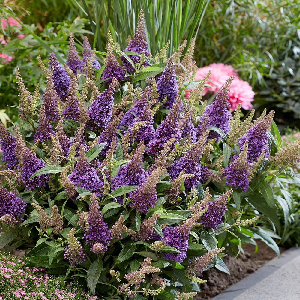 Liliac de vara pitic mov-inchis Butterfly Candy Lila Sweetheart