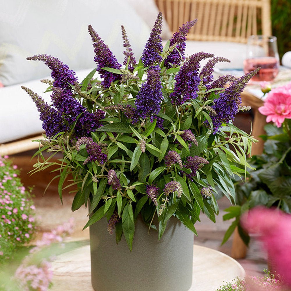 Liliac de vara pitic mov-inchis Butterfly Candy Lila Sweetheart