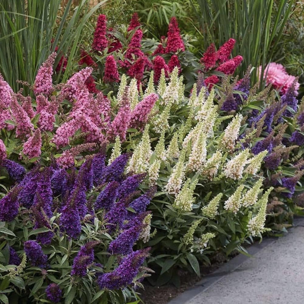 Liliac de vara pitic roz-rubiniu Butterfly Candy Little Pink