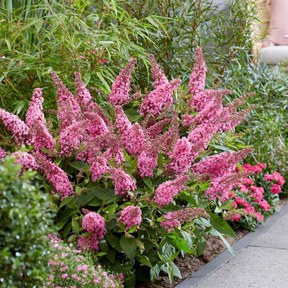 Liliac de vara pitic roz-rubiniu Butterfly Candy Little Pink