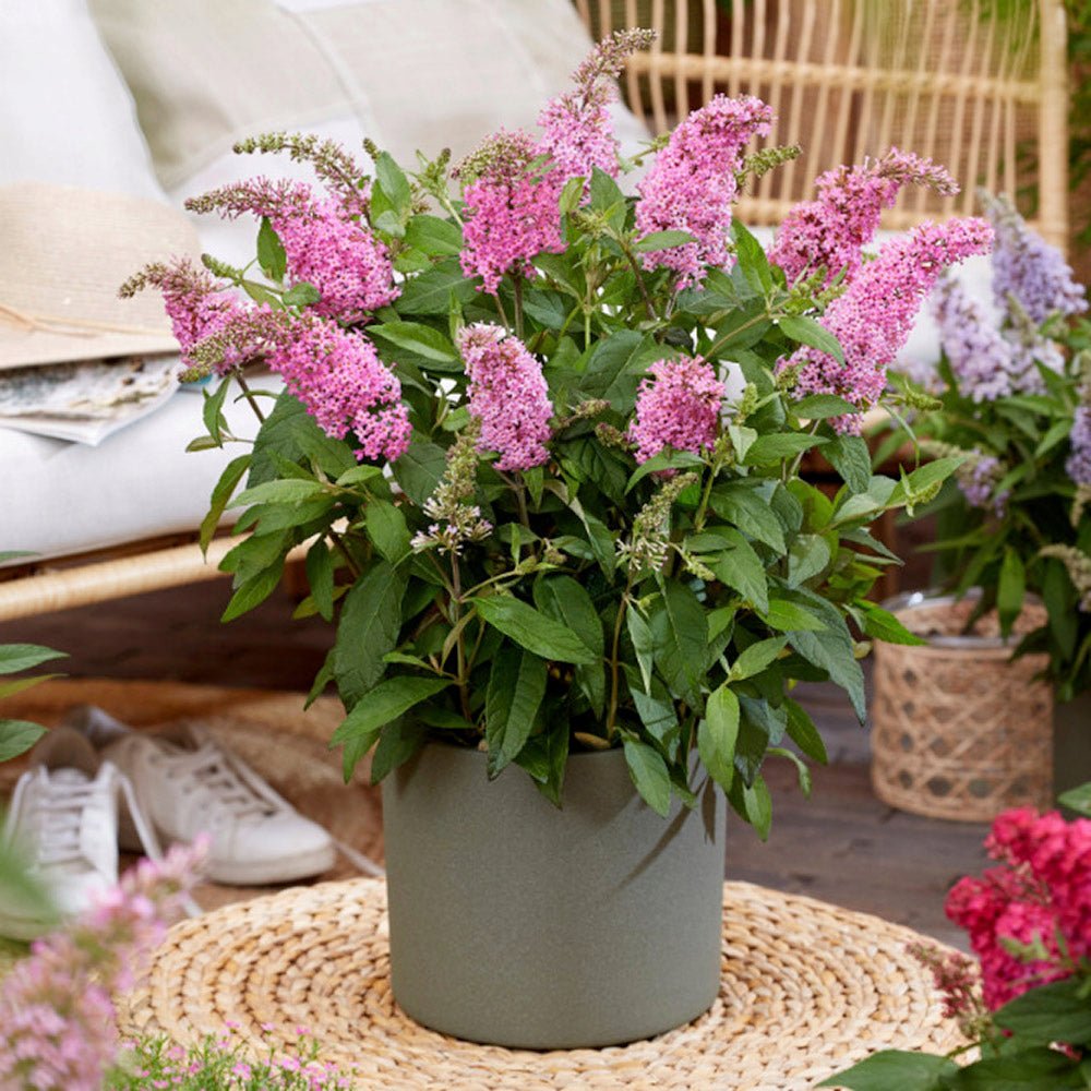 Liliac de vara pitic roz-rubiniu Butterfly Candy Little Pink