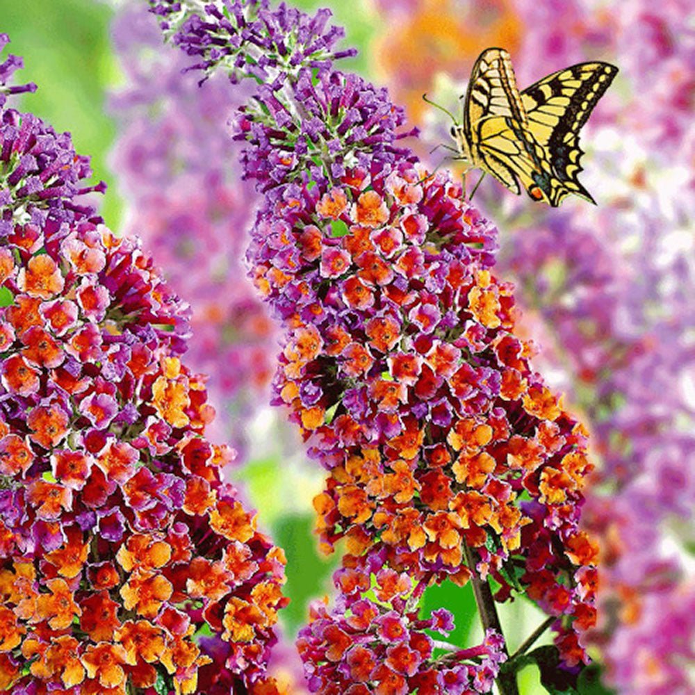 Liliac de Vara portocaliu - roz si mugurii albastri Flower Power (Buddleja)
