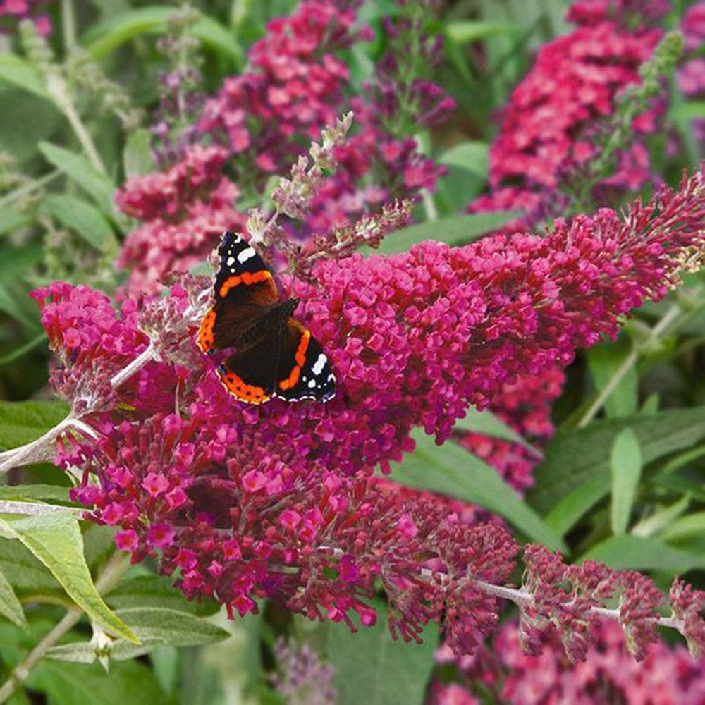 Liliac de vara rosu-purpuriu Buzz Velvet (Buddleja)