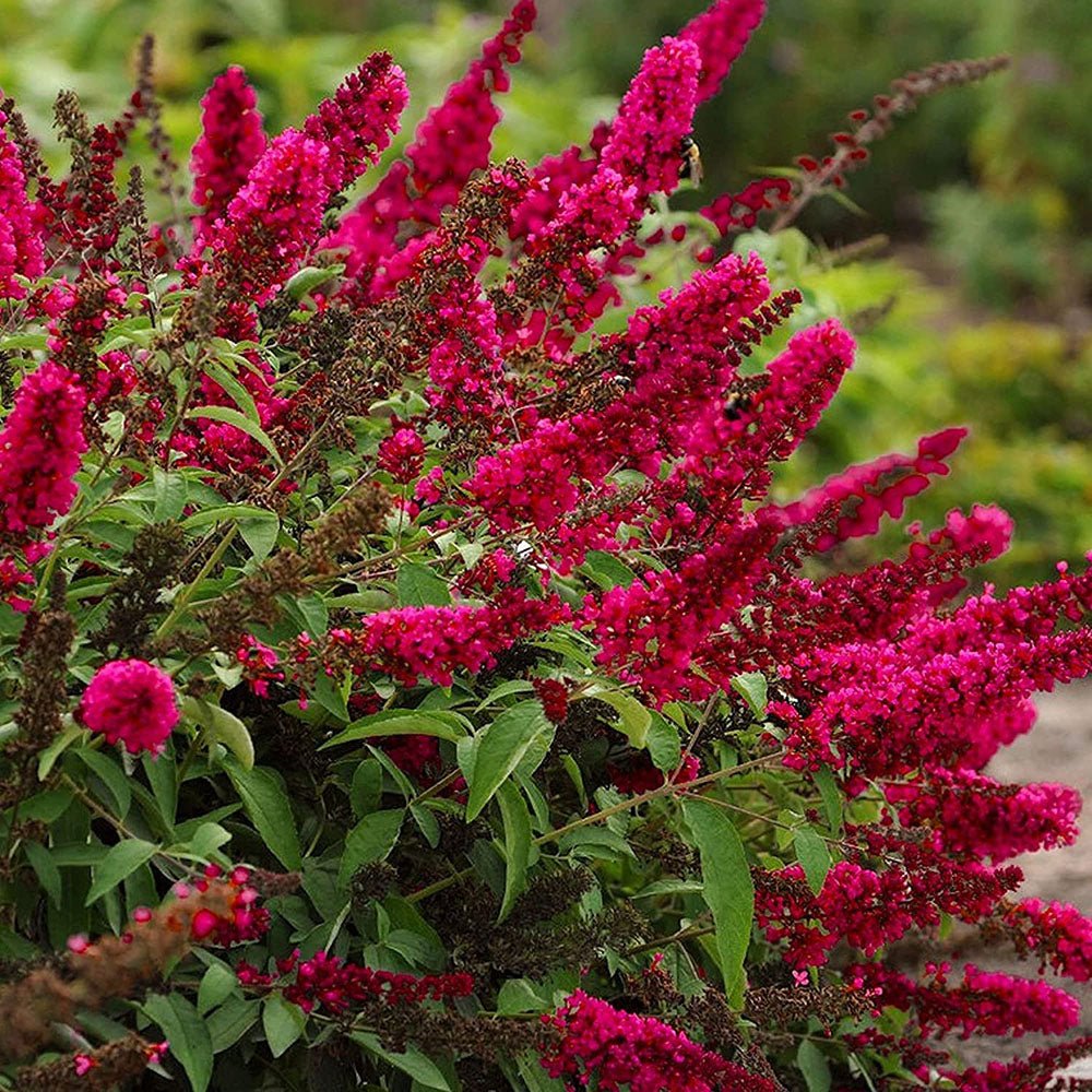 Liliac de vara rosu-purpuriu Buzz Velvet (Buddleja)