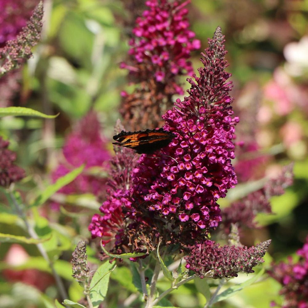 Liliac de vara rosu-purpuriu Buzz Velvet (Buddleja)