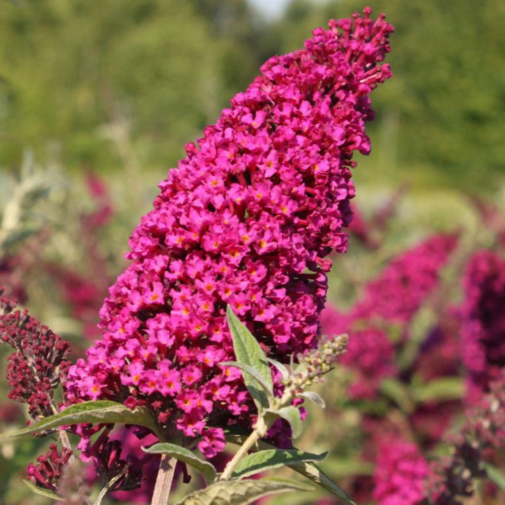 Liliac de vara rosu-purpuriu Buzz Velvet (Buddleja)