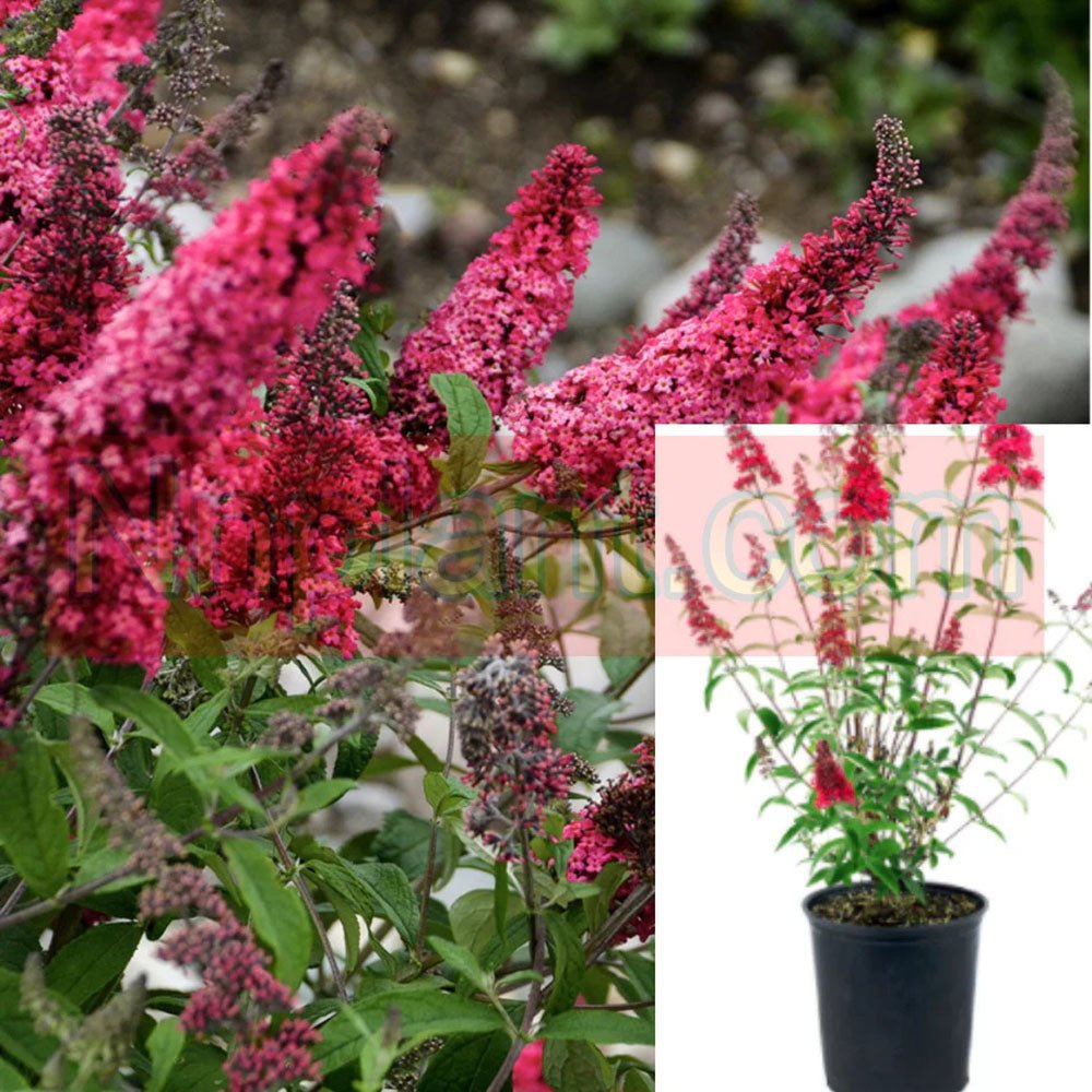 Liliac de Vara rosu Royal Red (Buddleja)