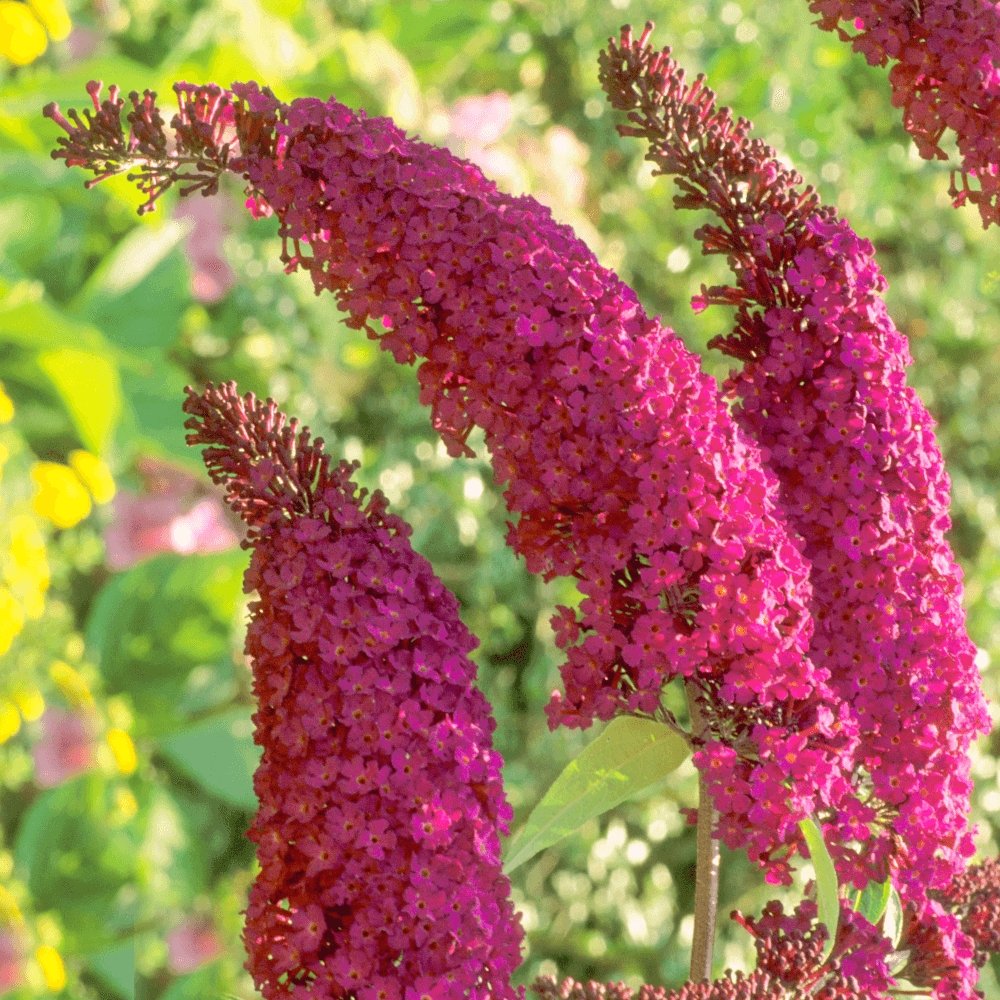 Liliac de Vara rosu Royal Red (Buddleja)