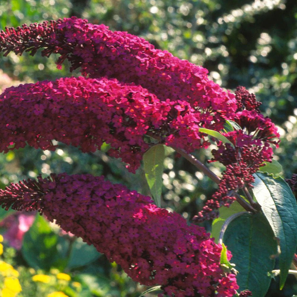 Liliac de Vara rosu Royal Red (Buddleja)