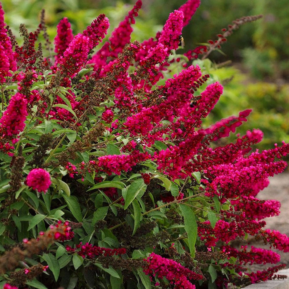 Liliac de Vara rosu Royal Red (Buddleja)