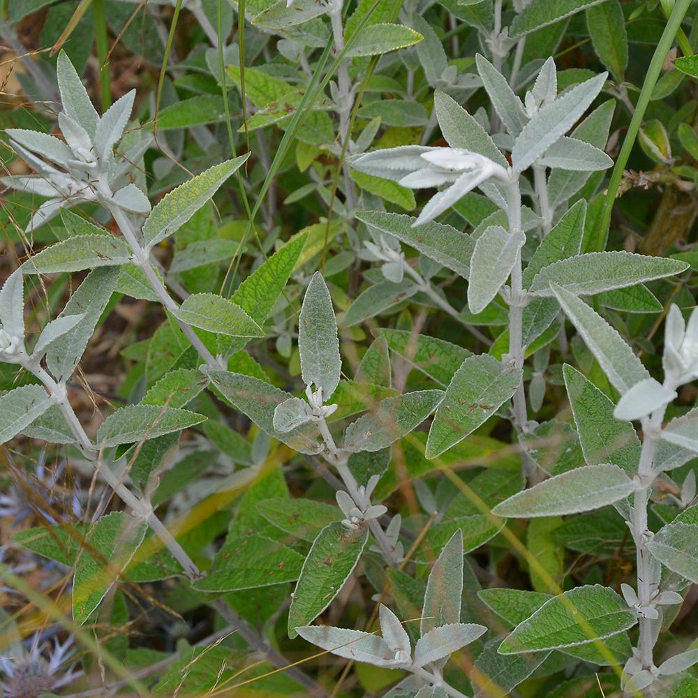 Liliac de Vara argintiu Silver Anniversary (Buddleja)