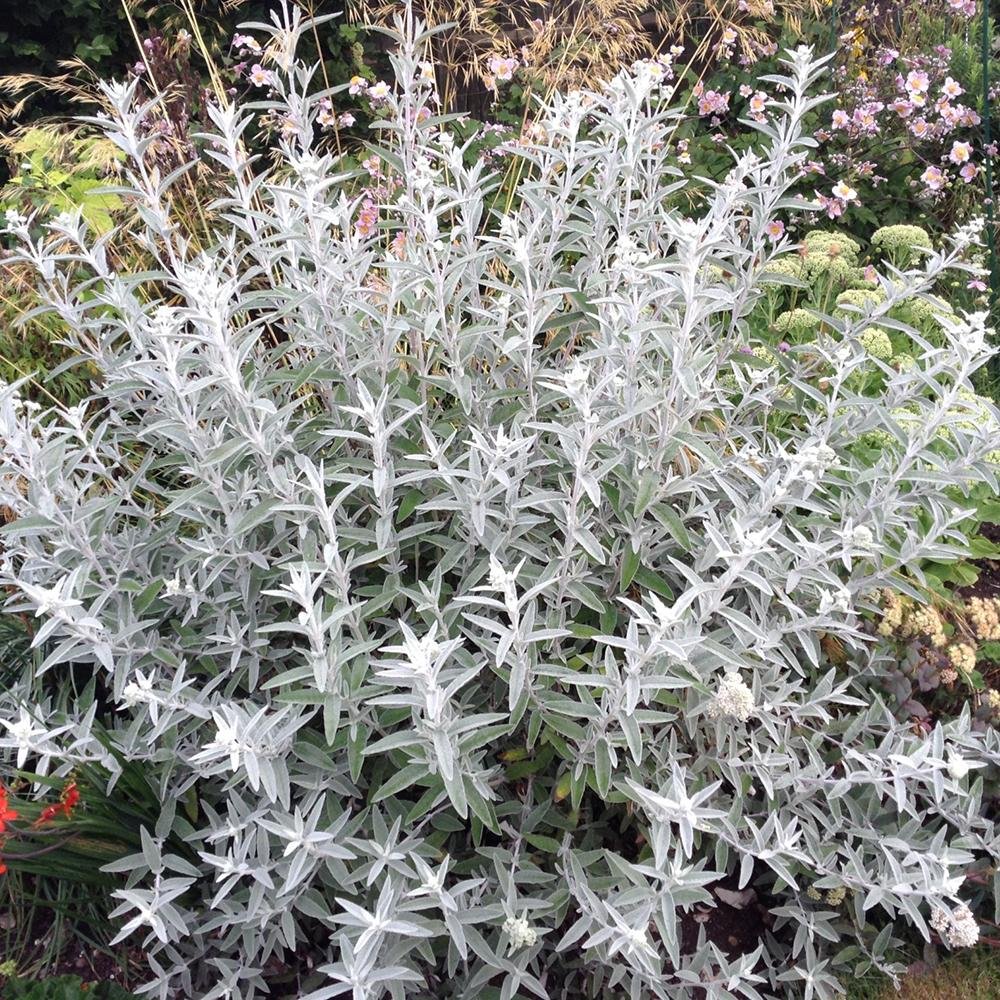 Liliac de Vara argintiu Silver Anniversary (Buddleja)