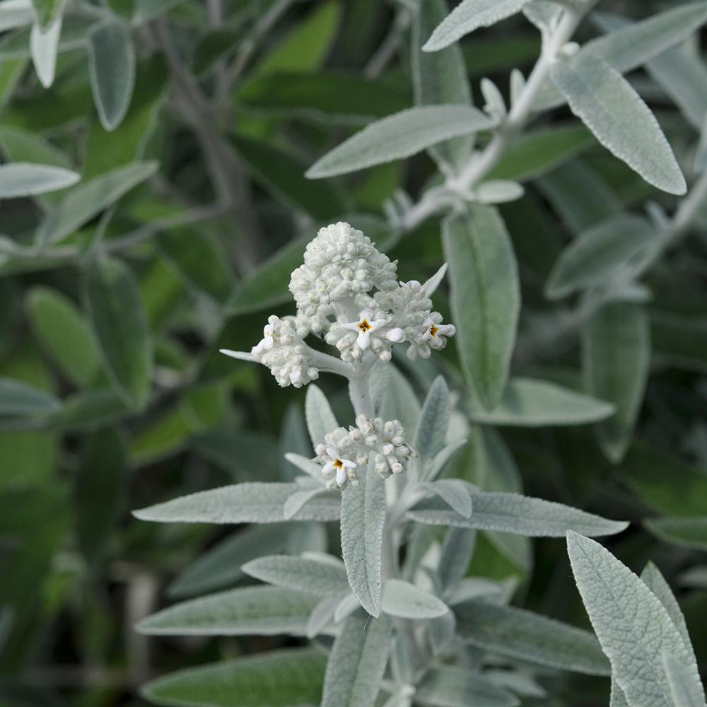 Liliac de Vara argintiu Silver Anniversary (Buddleja)