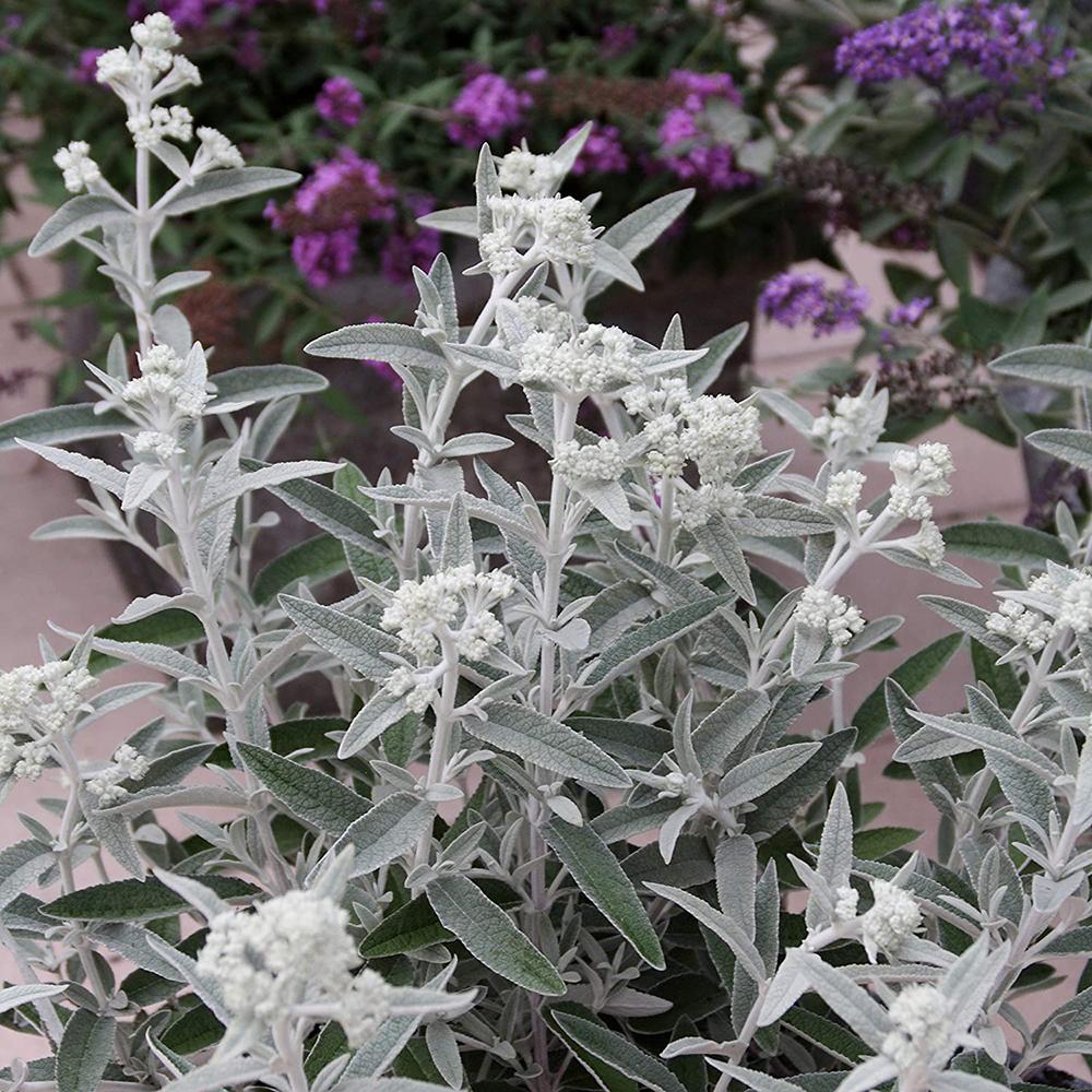 Liliac de Vara argintiu Silver Anniversary (Buddleja)
