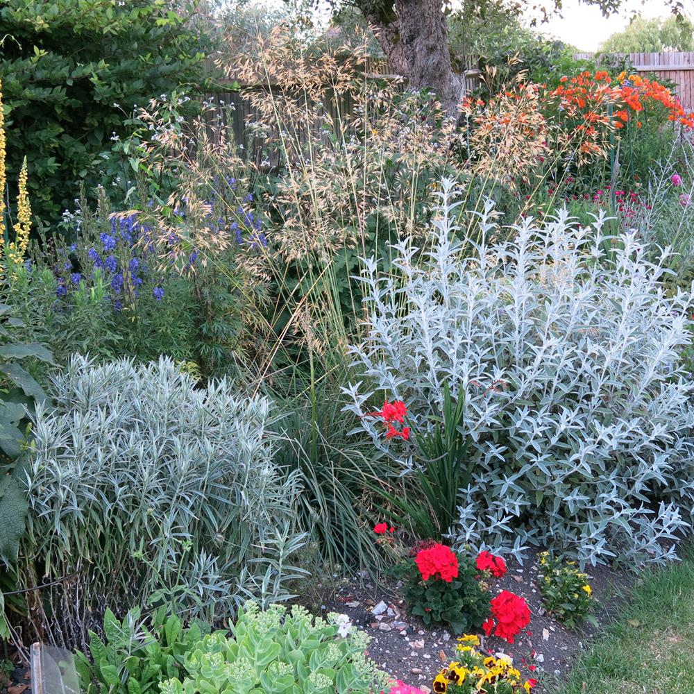 Liliac de Vara argintiu Silver Anniversary (Buddleja)