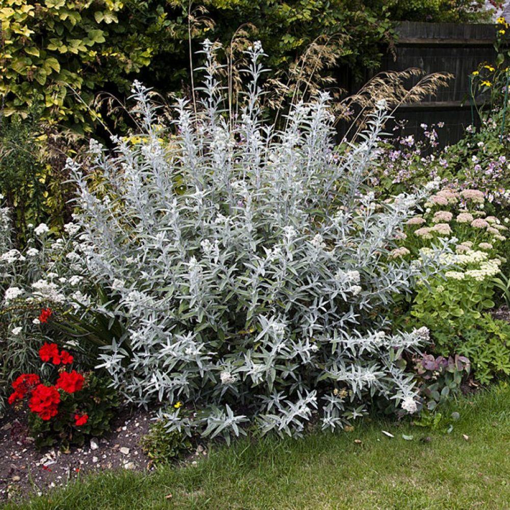 Liliac de Vara argintiu Silver Anniversary (Buddleja)