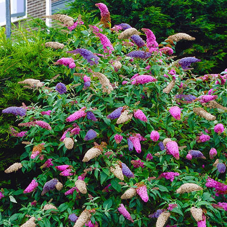 Liliac de Vara Tricolor- Parfum dulce (Buddleja) - STOC LIMITAT - VERDENA-30-40 cm inaltime, livrat in ghiveci de 3 l